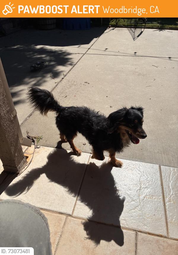 Found/Stray Unknown Dog last seen Augusta  and Chestnut, Woodbridge, CA 95258