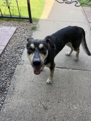Found/Stray Male Dog last seen Sam Rayburn and Kelly in carrollton, Carrollton, TX 75007