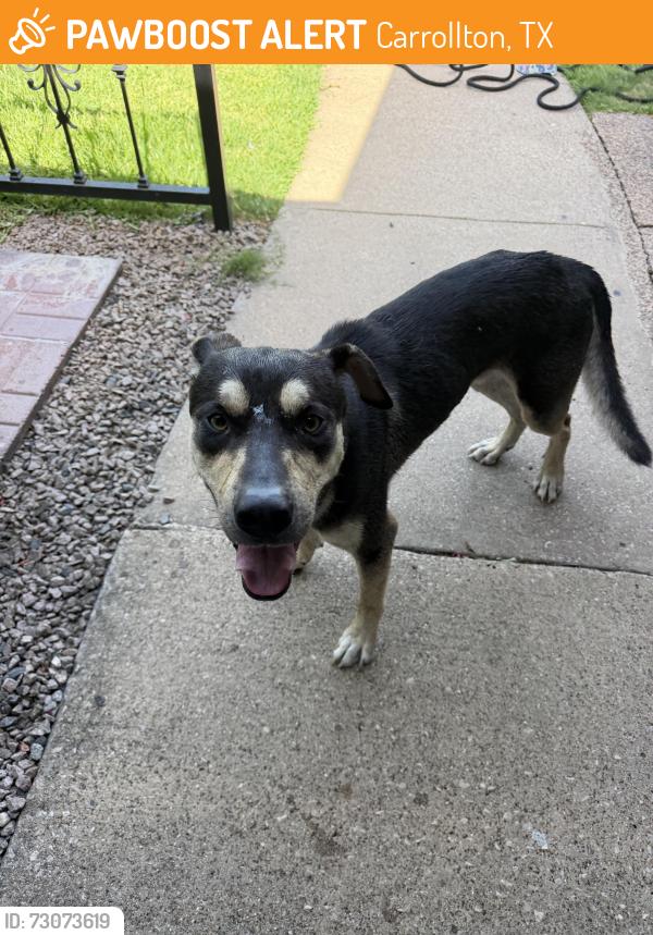 Found/Stray Male Dog last seen Sam Rayburn and Kelly in carrollton, Carrollton, TX 75007