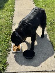 Found/Stray Unknown Dog last seen Foster & Olcott, Chicago, IL 60656