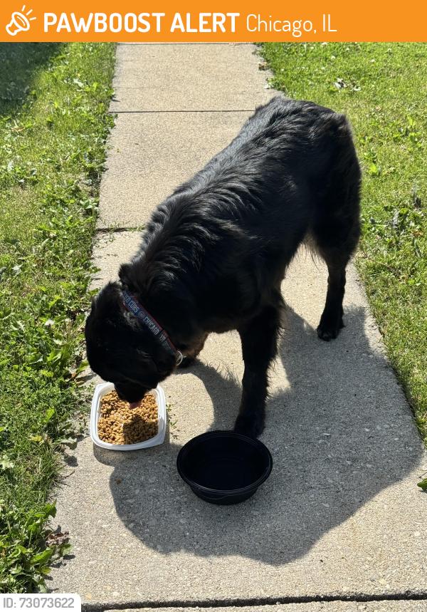 Found/Stray Unknown Dog last seen Foster & Olcott, Chicago, IL 60656