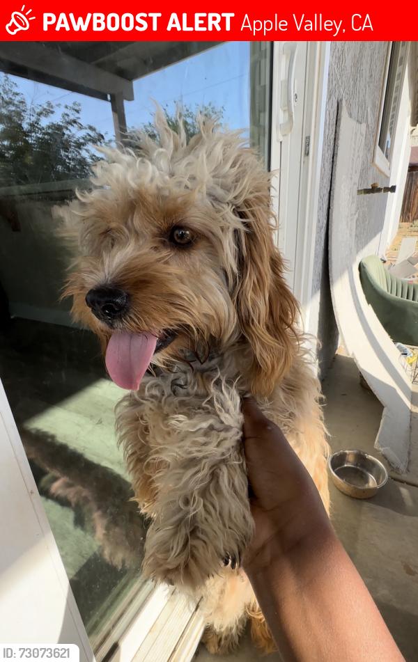 Lost Male Dog last seen Central & Romona, Apple Valley, CA 92395