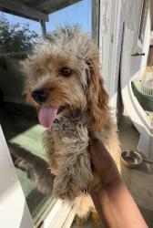 Lost Male Dog last seen Central & Romona, Apple Valley, CA 92395