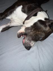 Lost Male Dog last seen Near and sheridan, Mountain View, CO 80212