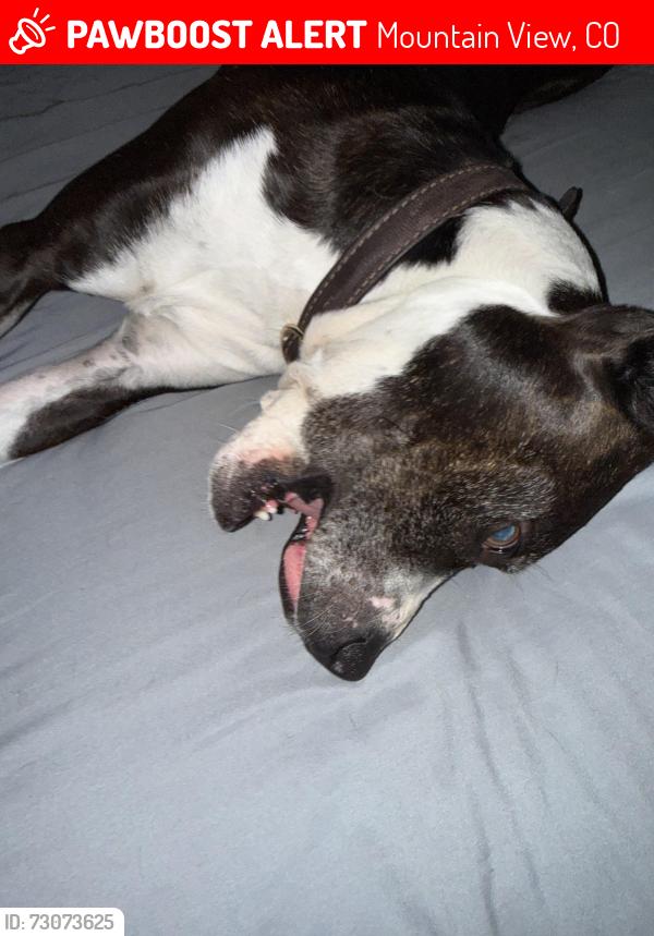 Lost Male Dog last seen Near and sheridan, Mountain View, CO 80212