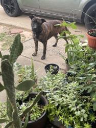 Found/Stray Male Dog last seen Ranch Country, Hockley, TX 77447