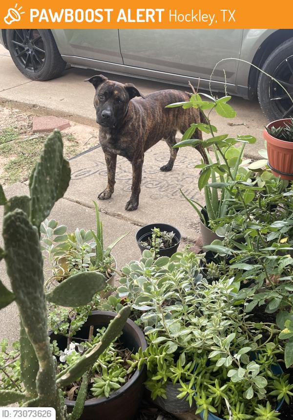 Found/Stray Male Dog last seen Ranch Country, Hockley, TX 77447