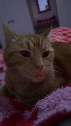 Lost Male Cat last seen Belfast’s wood, Southend-on-Sea, England SS9 4TU