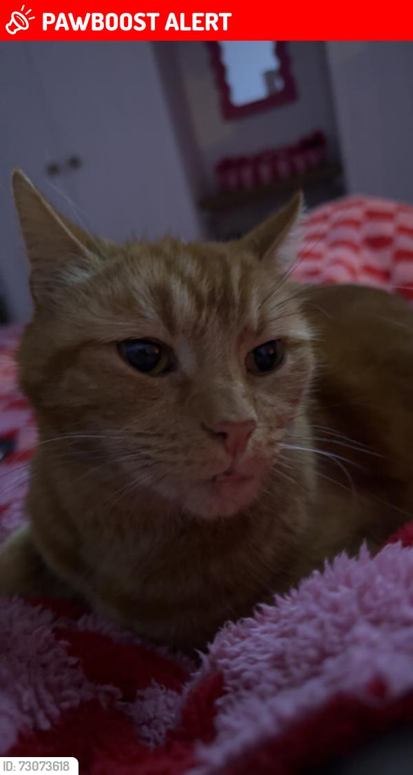 Lost Male Cat last seen Belfast’s wood, Southend-on-Sea, England SS9 4TU