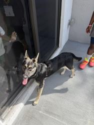 Found/Stray Unknown Dog last seen Washington Ave and Duval Streer, Opa-locka, FL 33054