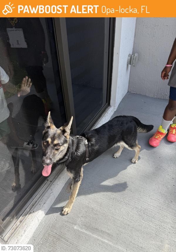 Found/Stray Unknown Dog last seen Washington Ave and Duval Streer, Opa-locka, FL 33054