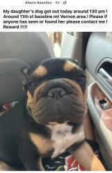 Lost Female Dog last seen Baseline st, San Bernardino, CA 92405