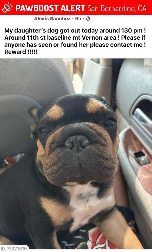 Lost Female Dog last seen Baseline st, San Bernardino, CA 92405