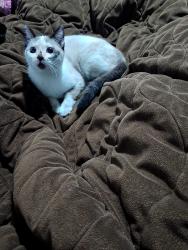Lost Female Cat last seen Cervopa da Rockefeller, Rebouças, PR 82590-300
