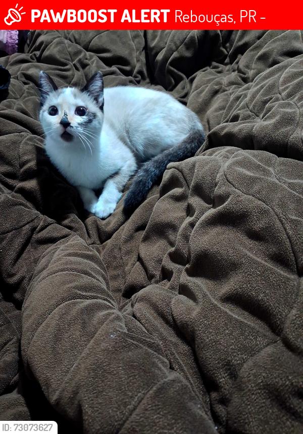 Lost Female Cat last seen Cervopa da Rockefeller, Rebouças, PR 82590-300