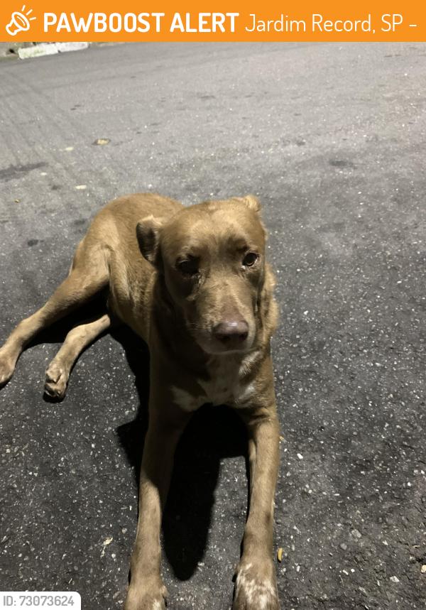 Found/Stray Male Dog last seen Está andando somente nessa rua, Jardim Record, SP 06780-040