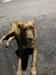 Found/Stray Male Dog last seen Está andando somente nessa rua, Jardim Record, SP 06780-040