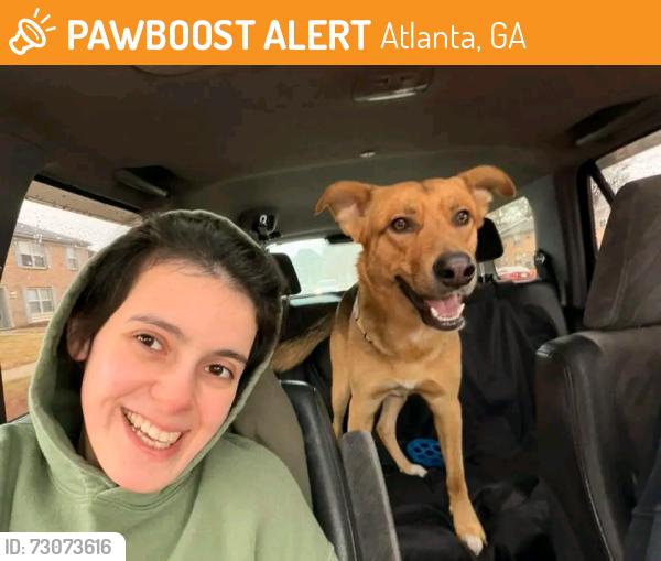Found/Stray Female Dog last seen Atlanta Georgia USA , Atlanta, GA 30303