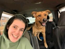 Found/Stray Female Dog last seen Atlanta Georgia USA , Atlanta, GA 30303