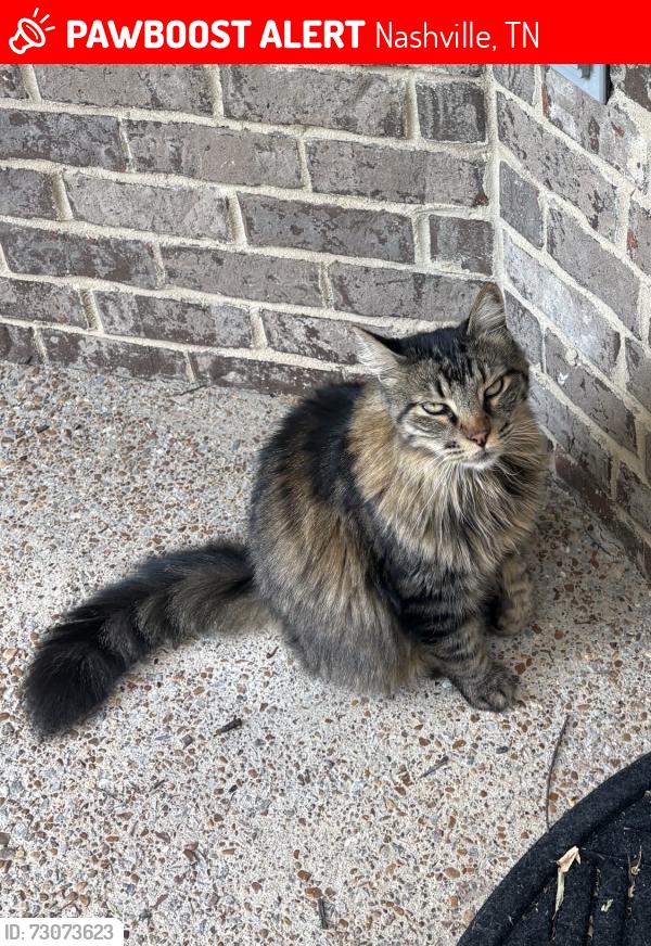 Lost Male Cat last seen Belmont university and 15th Ave S, Nashville, TN 37212