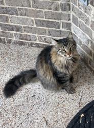 Lost Male Cat last seen Belmont university and 15th Ave S, Nashville, TN 37212