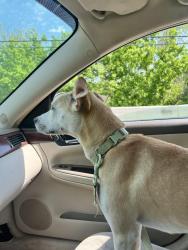 Lost Female Dog last seen Baxter school, Baxter, TN 38501