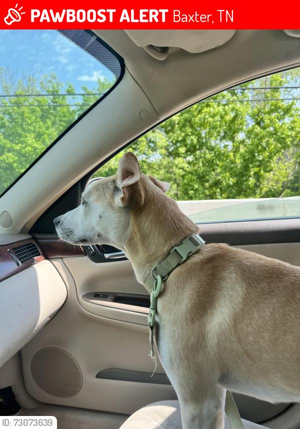 Lost Female Dog last seen Baxter school, Baxter, TN 38501