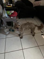 Found/Stray Male Dog last seen Pembroke Rd, Miramar, FL 33025