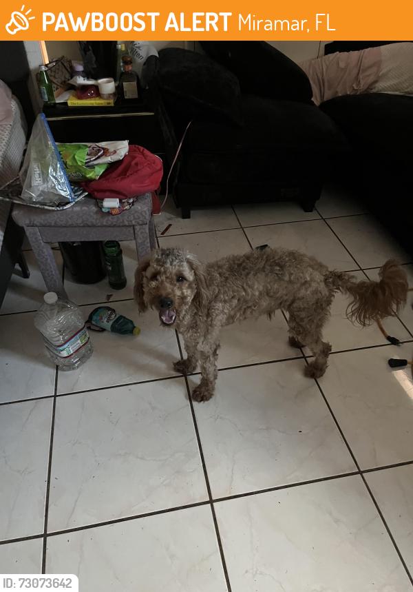 Found/Stray Male Dog last seen Pembroke Rd, Miramar, FL 33025
