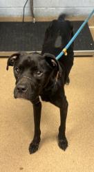 Shelter Stray Male Dog last seen Near Red Oak Dr Atlanta Georgia 30340, 30340, GA, 3280 Chamblee Dunwoody Rd, Chamblee, GA 30341, USA