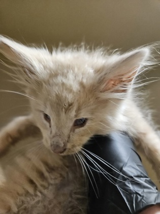 Shelter Stray Unknown Cat last seen Near Treehills Parkway Stone Mountain GA 30088, 30088, GA, 3280 Chamblee Dunwoody Rd, Chamblee, GA 30341, USA