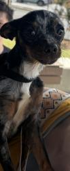 Shelter Stray Male Dog last seen Near Orr Drive, East Point, GA, 1251 Fulton Industrial Blvd NW, Atlanta, GA 30336, USA