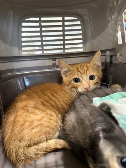 Shelter Stray Male Cat last seen Near Cherry Street, Atlanta, GA, 1251 Fulton Industrial Blvd NW, Atlanta, GA 30336, USA