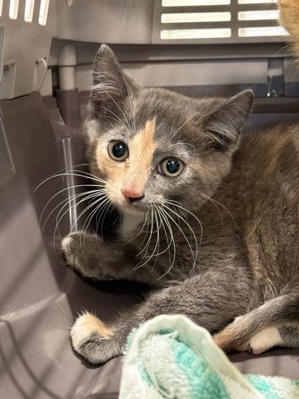 Shelter Stray Female Cat last seen Near Cherry Street, Atlanta, GA, 1251 Fulton Industrial Blvd NW, Atlanta, GA 30336, USA