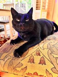Reunited Male Cat last seen Brighton Ln, Redwood City, CA 94061, USA, Redwood City, CA 94061