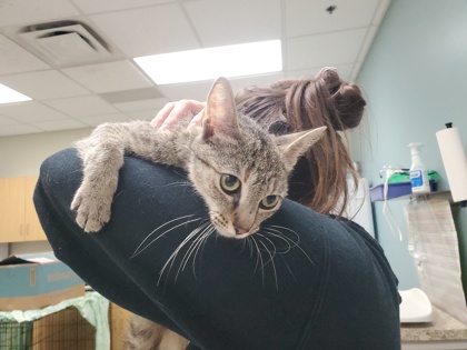 Shelter Stray Female Cat last seen Booth Ave, 43608, OH, 827 Illinois Ave, Maumee, OH 43537, USA