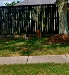 Reunited Unknown Dog last seen Near and salt grass point, La Marque, TX 77568