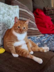 Reunited Male Cat last seen Alice Street,  Bernard Street, chanukah ave, Merrick, NY 11566