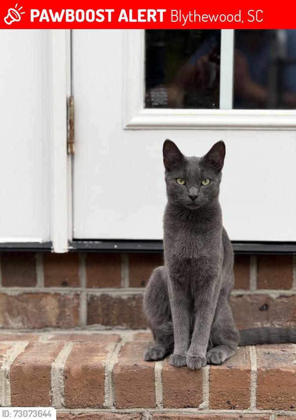 Lost Female Cat last seen Cartgate Circle / Longtown Road, Blythewood, SC 29016