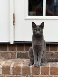 Lost Female Cat last seen Cartgate Circle / Longtown Road, Blythewood, SC 29016