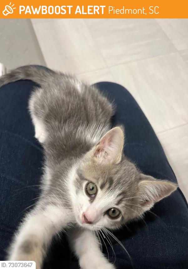 Found/Stray Male Cat last seen Piedmont sc, Piedmont, SC 29673