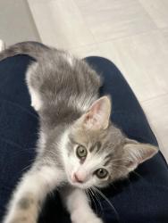 Found/Stray Male Cat last seen Piedmont sc, Piedmont, SC 29673