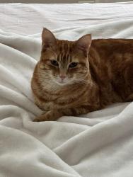 Lost Female Cat last seen Valley Circle, Los Angeles, CA 91367