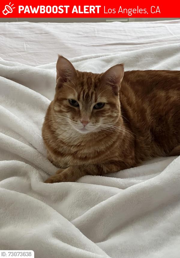 Lost Female Cat last seen Valley Circle, Los Angeles, CA 91367