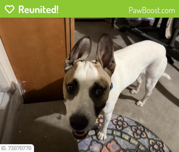 Reunited Male Dog last seen Roaming around Williams Middle School, Tracy, CA 95376