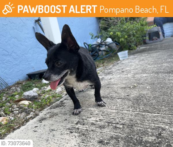 Found/Stray Female Dog last seen Dr Martin Luther King Jr and Powerline Rd, Pompano Beach, FL 33069