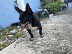 Found/Stray Female Dog last seen Dr Martin Luther King Jr and Powerline Rd, Pompano Beach, FL 33069