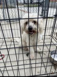 Found/Stray Female Dog last seen Anaheim blvd & philadelhia st, Anaheim, CA 92805