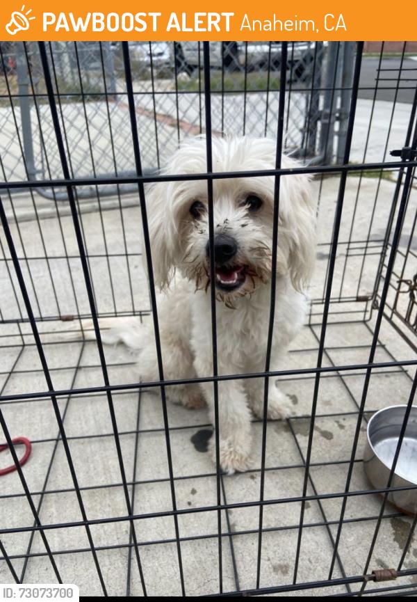 Found/Stray Female Dog last seen Anaheim blvd & philadelhia st, Anaheim, CA 92805