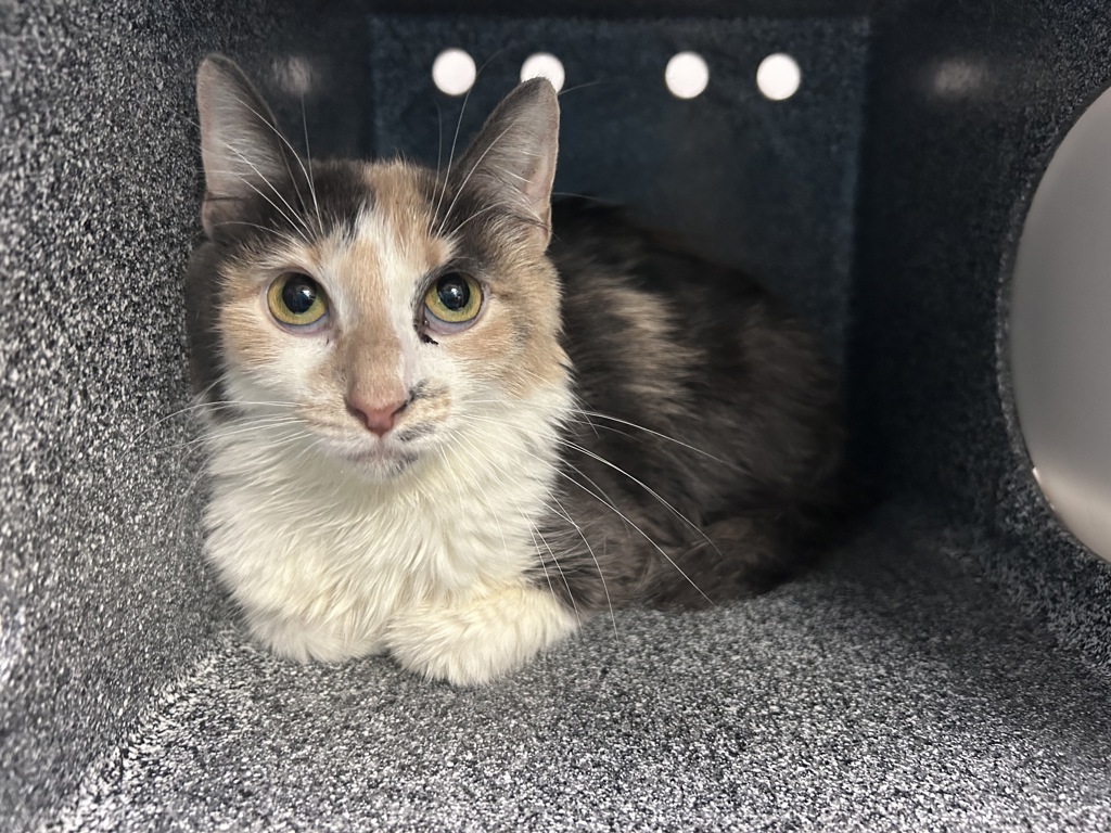 Shelter Stray Female Cat last seen Near E 189th Street, BRONX, NY, 10458, 326 E 110th St, New York, NY 10029, USA